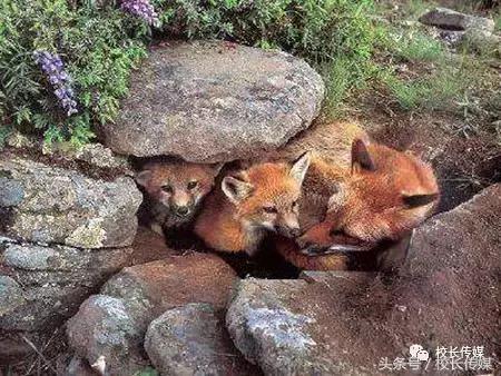 被父母溺爱的孩子如何教育,对孩子溺爱和失败的教育方式