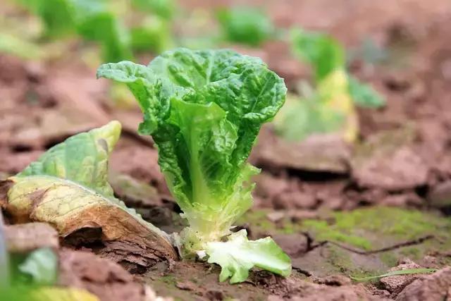 户县新西兰农场好玩吗,西安户县农场