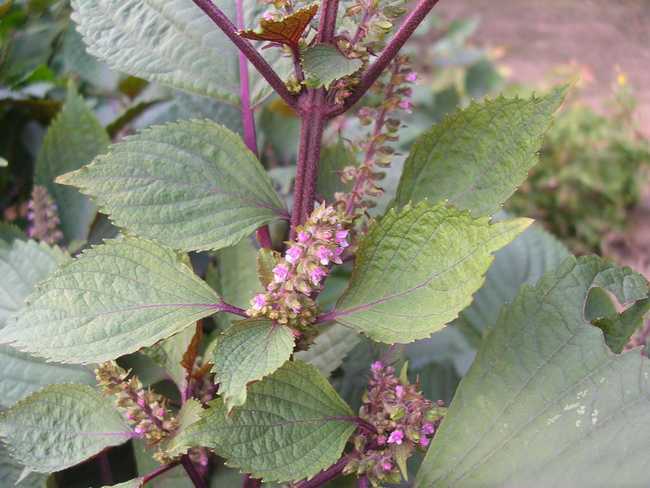 一招止住咳嗽的真实有效方法,一招解决咳嗽的特效药