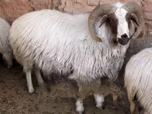 肉羊养殖哪些品种比较好,我国北方最小的肉羊品种