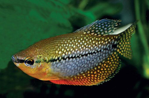 最漂亮的泰国斗鱼有哪些,超级漂亮泰国斗鱼