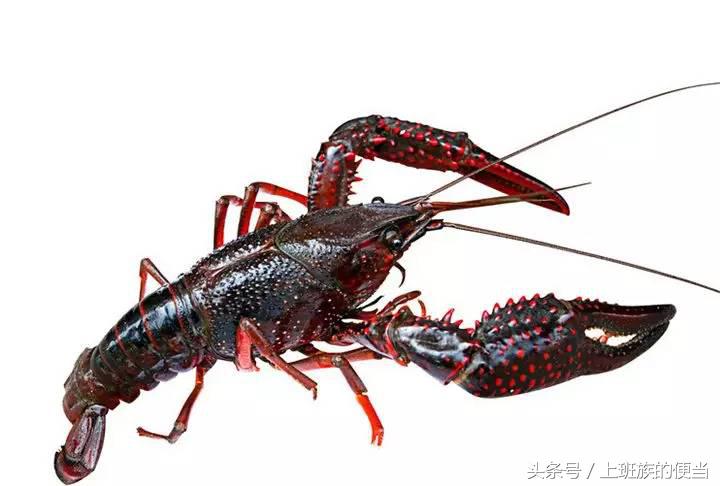 虾和龙虾的区别图解,看图识鱼类