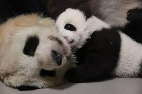 逛老街、扔斧头、高空行走!这样的多伦多,你爱吗?