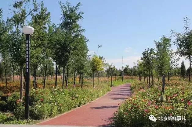 北京赏花踏青自驾游,北京国家森林公园踏青