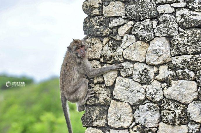 巴厘岛情人崖猴子,巴厘岛最美情人崖