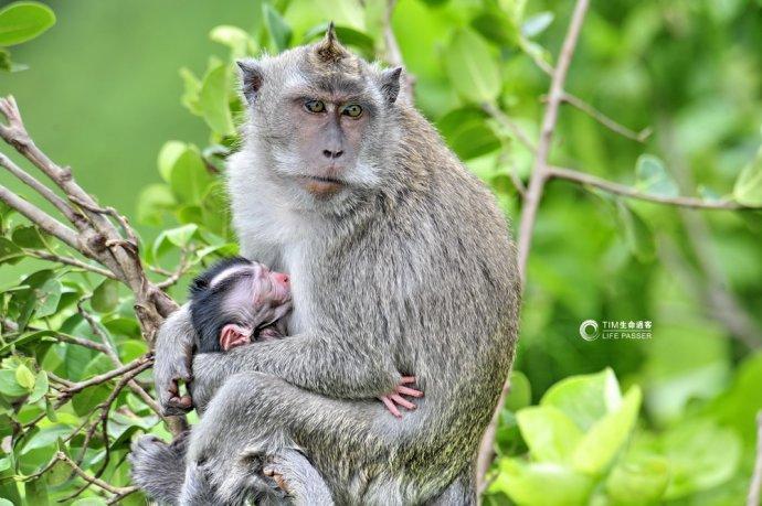 巴厘岛情人崖猴子,巴厘岛最美情人崖