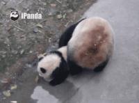 抱大腿暴富后续,抱大腿走上人生巅峰