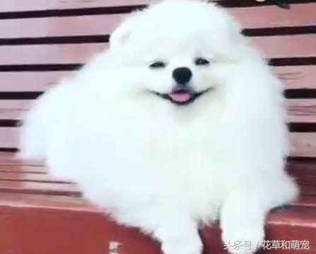 为什么博美狗老是睡觉,博美狗狗有多聪明