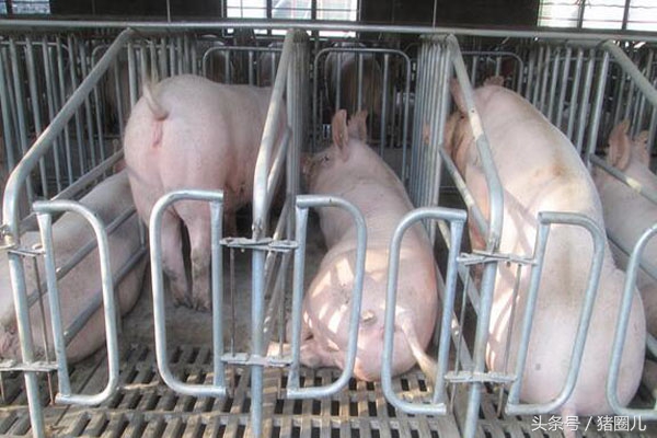 经产母猪喂养的正确方法,母猪管理技术视频教程