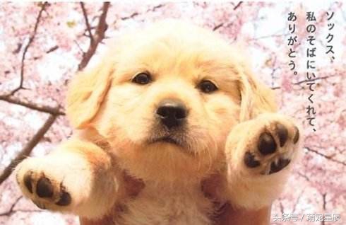 金毛寻回犬常见病,金毛寻回犬介绍大全图片高清