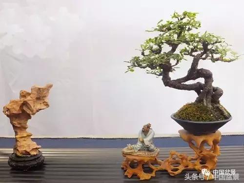 盆景知识与交流,养花知识大全小盆景