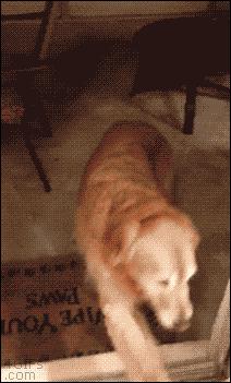 猫咪老撞玻璃门,狗撞过玻璃门