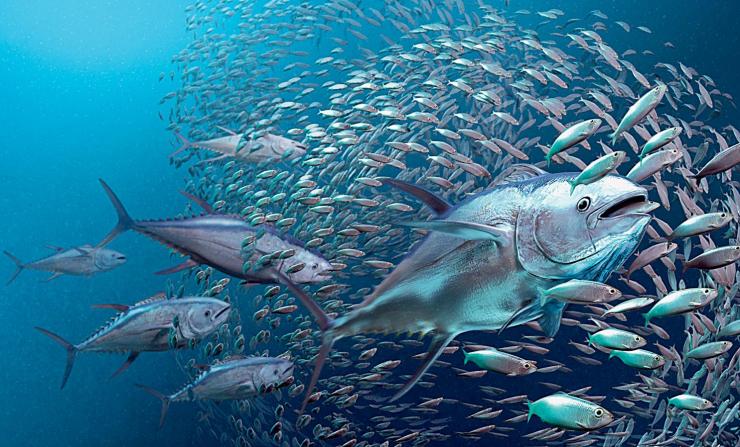 海洋里最快的动物是海豚吗,海洋中最大的生物海豚