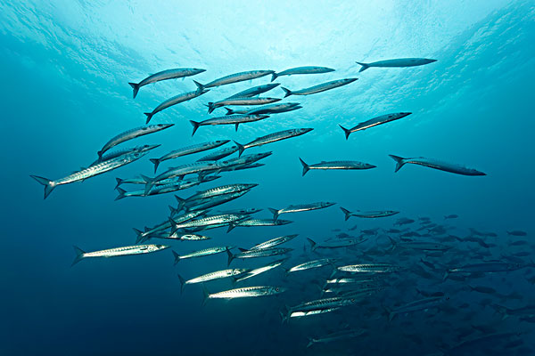海洋里最快的动物是海豚吗,海洋中最大的生物海豚