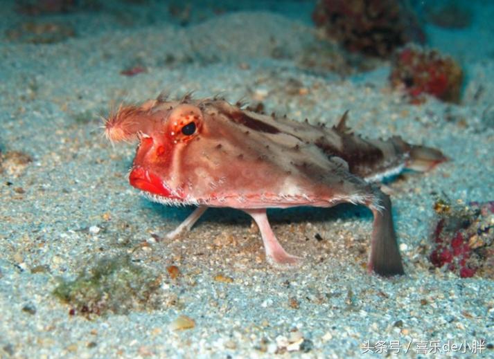 世界上十大最怪异的海洋生物,十种奇特的海洋生物