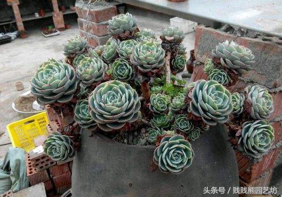 新手对多肉的忠告,多肉新手入门感受