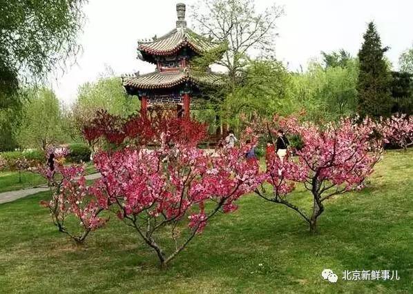北京赏花踏青自驾游,北京国家森林公园踏青