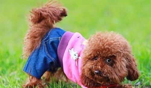 5岁泰迪掉毛怎么办,5岁泰迪掉牙齿是怎么回事