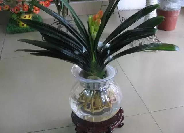 室内用水养的花,一帆风顺花可以直接用水养