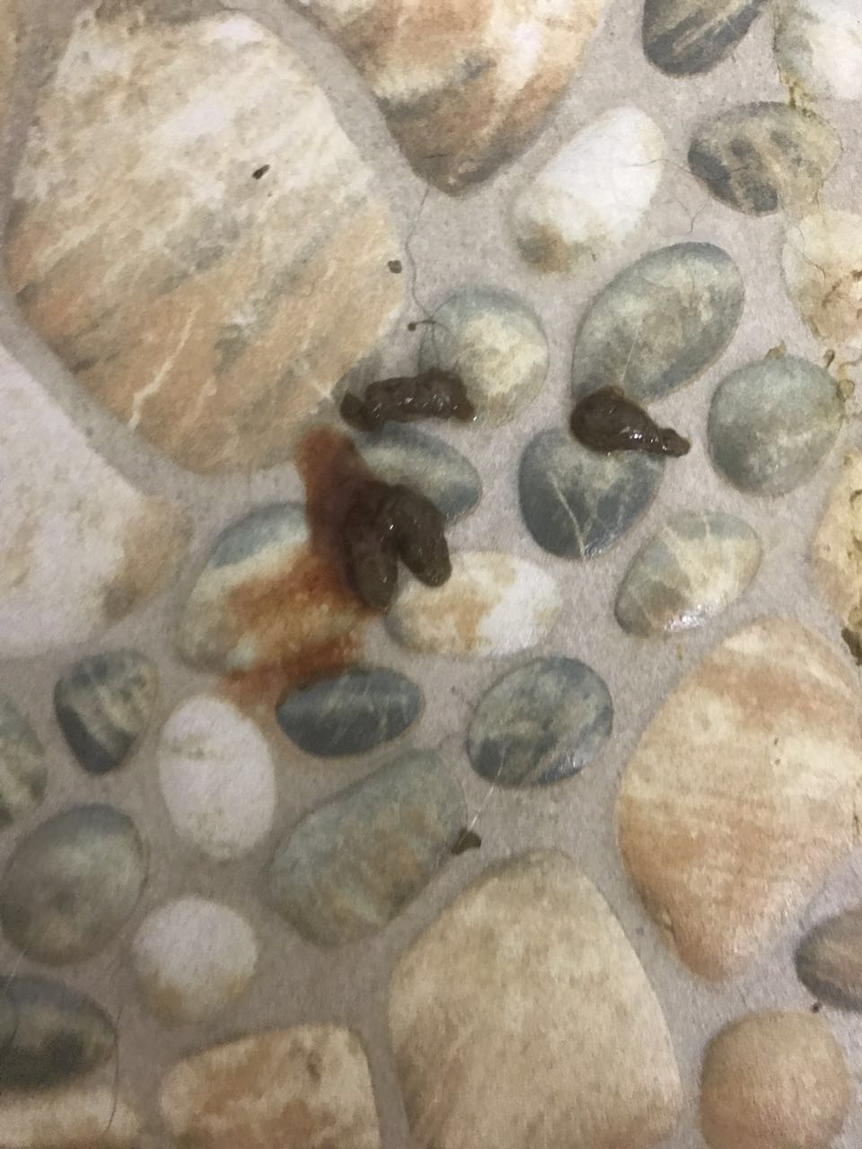 边牧得过细小还用打细小疫苗吗,没打疫苗的边牧幼犬能训练吗