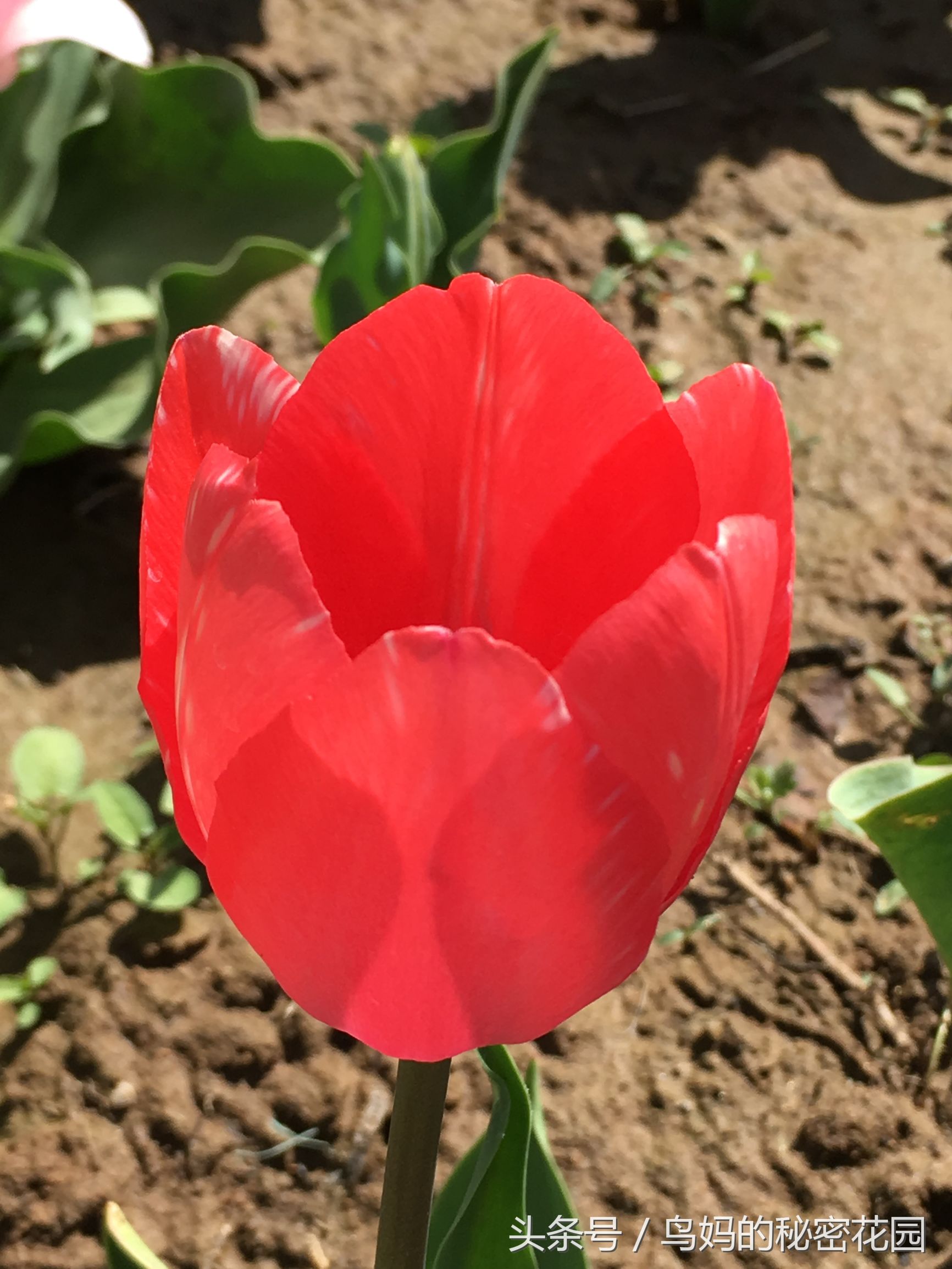 郁金香土培开了花还能复花吗,哪些郁金香花可以复花种植