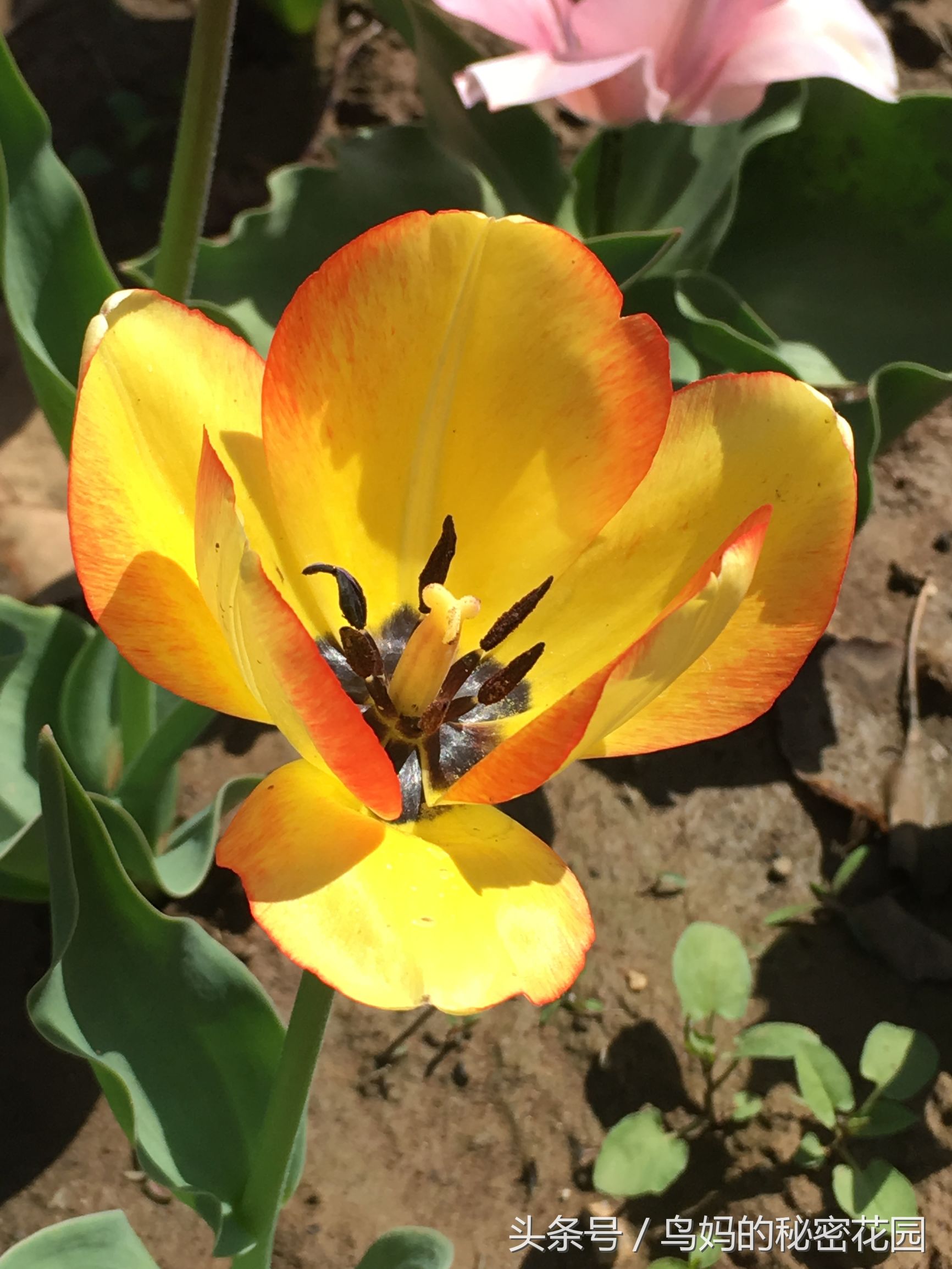 郁金香土培开了花还能复花吗,哪些郁金香花可以复花种植