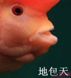 罗汉鱼饲养术语,罗汉鱼饲养法图解