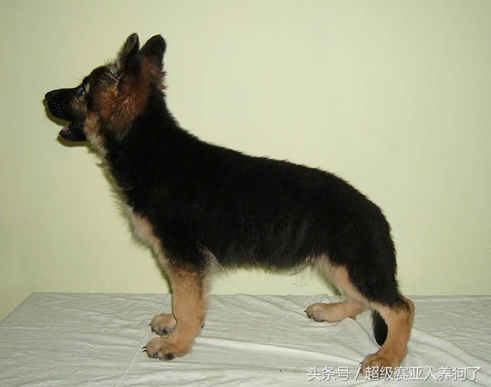 德牧幼犬性格怎么挑选,挑选德牧幼犬时候怎么判断性格