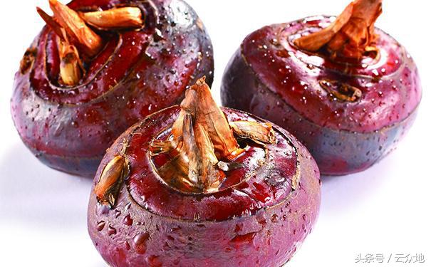 稻田中生长的水果荸荠,荸荠的常见病害