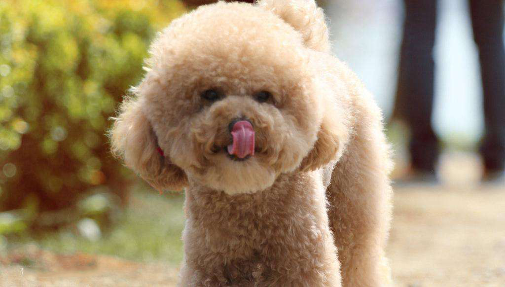 家里养了泰迪宝宝的亲们要注意了！