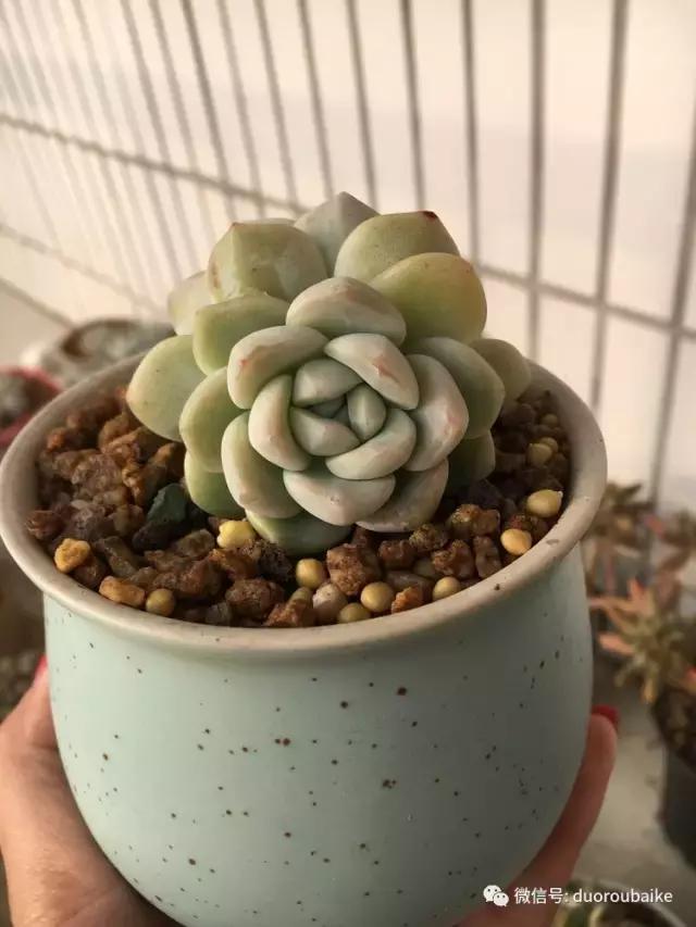 吾家有女初长成全文小说,吾家有女初长成小说精彩阅读