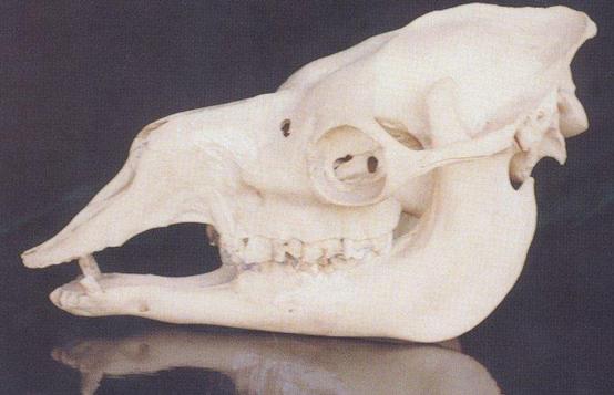 一生都在流浪的三毛,真正的流浪的三毛