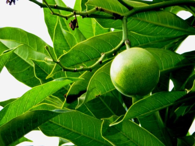 看似美味的“青芒”,不到6小时可让人一命呜呼