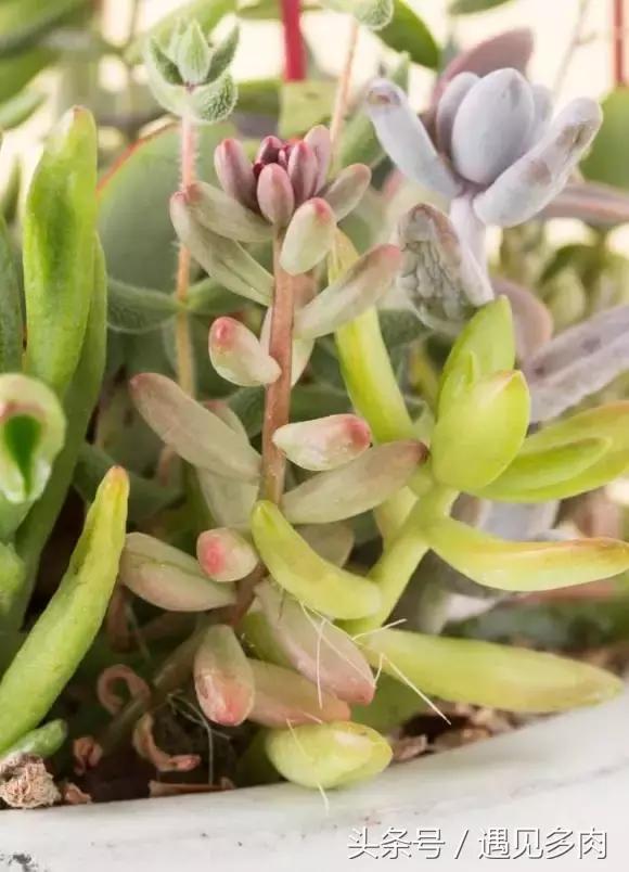 多肉植物贝瑞长了气根,多肉植物长气根怎么办