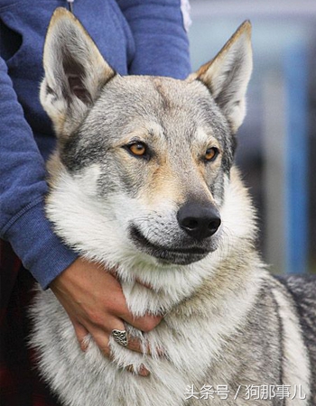 世界上最贵的三种狗狗是哪些,世界上最贵的十种宠物狗