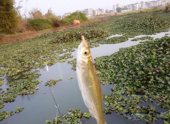 四海钓鱼余师傅饵料,四海钓鱼饵料大讲堂