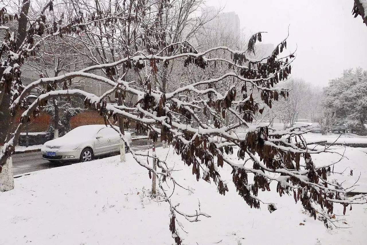 印象渭南：情寄雪梅