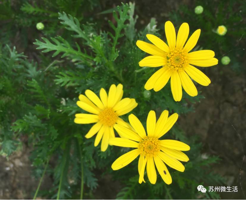 这个季节苏州有什么好玩的地方,目前苏州最好玩的地方是哪里