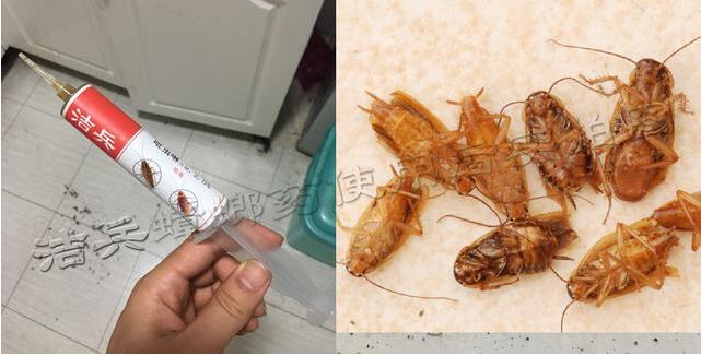 家里厨房有蟑螂用什么药,家里厨房有蟑螂怎么才能彻底清除