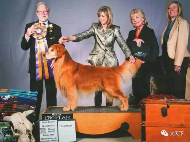 殿堂人物:采访美国金毛领军人物—TonyaStruble