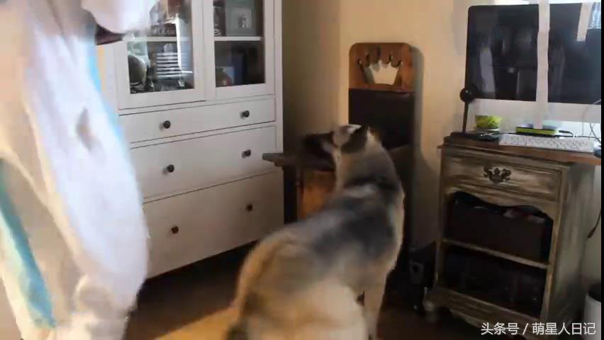 狗狗食道扩张的原因,狗狗食道扩张的症状