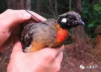 熊猫还是中国一级保护动物吗,秦金丝猴是国家一级保护动物