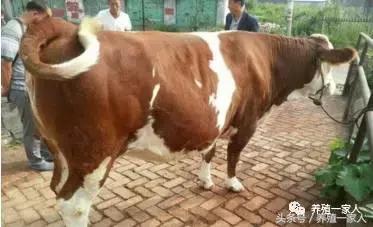 牛缺硒一般治疗多少天,缺硒会导致哪些疾病的发生