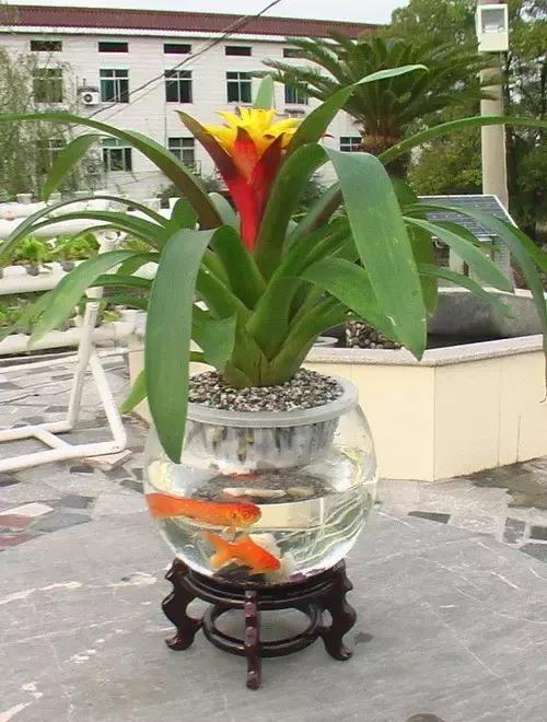 室内用水养的花,一帆风顺花可以直接用水养