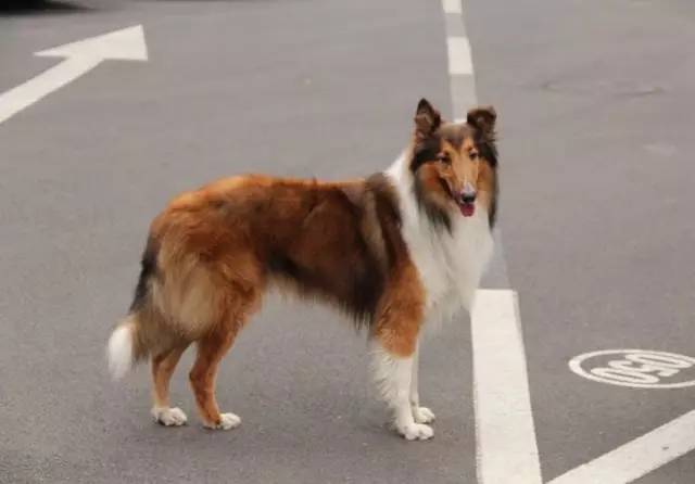 流浪动物救助志愿者全集,遇见流浪动物时怎么做最合适