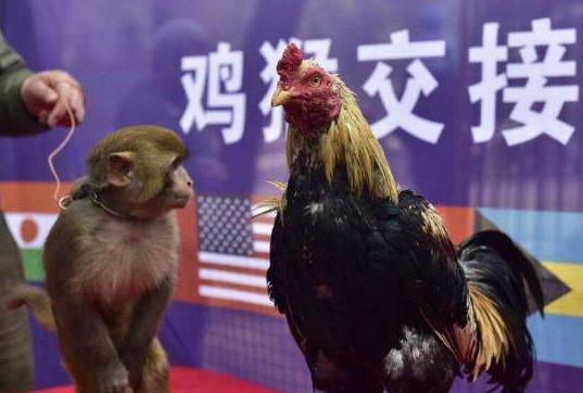 生肖鸡和猴子运势好吗,生肖猴风水财运如何看