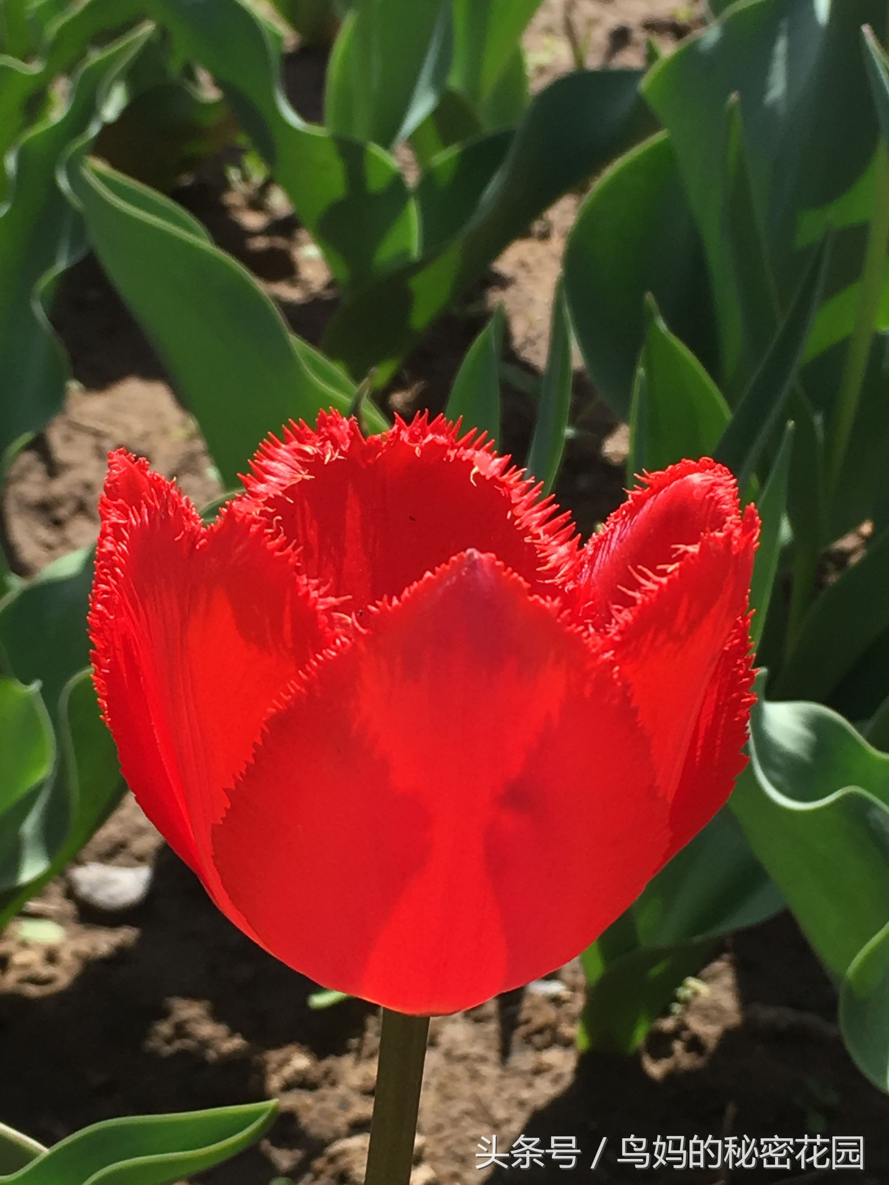 郁金香土培开了花还能复花吗,哪些郁金香花可以复花种植