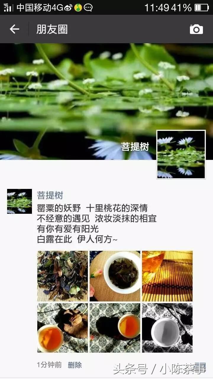 15年白露茶散茶,2019年的白露茶