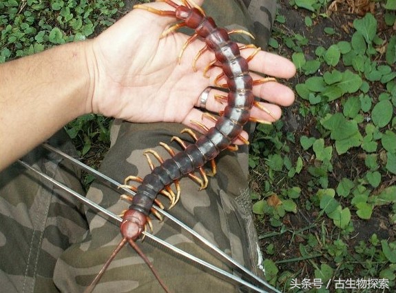 史前蜈蚣大战巨脉蜻蜓,史前蜈蚣体长可达3米