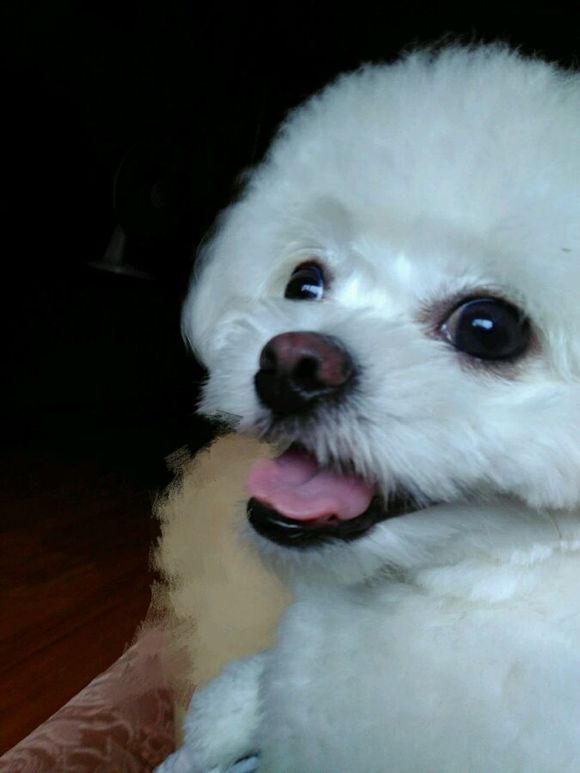 科普知识的狗狗动画片,科普狗狗肢体语言